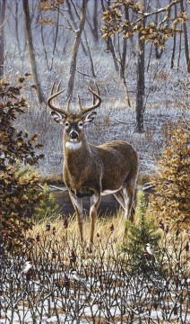 lonely whitetail Oil Paintings